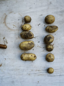 Two rows of small potatoes with earth still sticking to them are arranged on a table top.