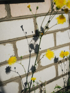 Yellow meadow flowers in front of a white brick wall.