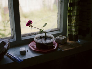 A small plant and several objects on a window sill.