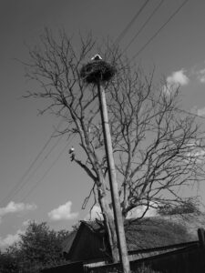 A stork’s nest on an electricity pylon.